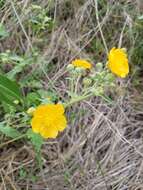 Image of Chisos Mountain false Indianmallow