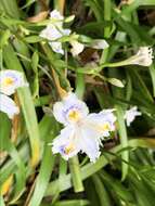 Sivun Iris japonica Thunb. kuva