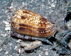 Image de Conus stercusmuscarum Linnaeus 1758