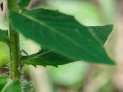 Hieracium laevigatum Willd. resmi