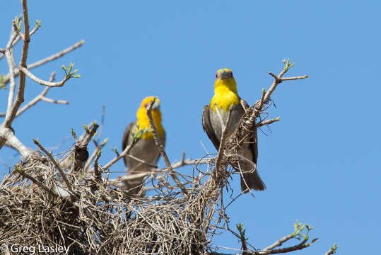 Image of Sakalava Weaver