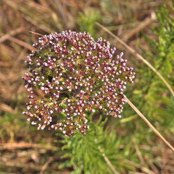 Image of Tetraselago natalensis (Rolfe) Junell