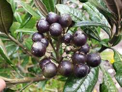 Image of Solanum stenophyllum Humb. & Bonpl. ex Dun.