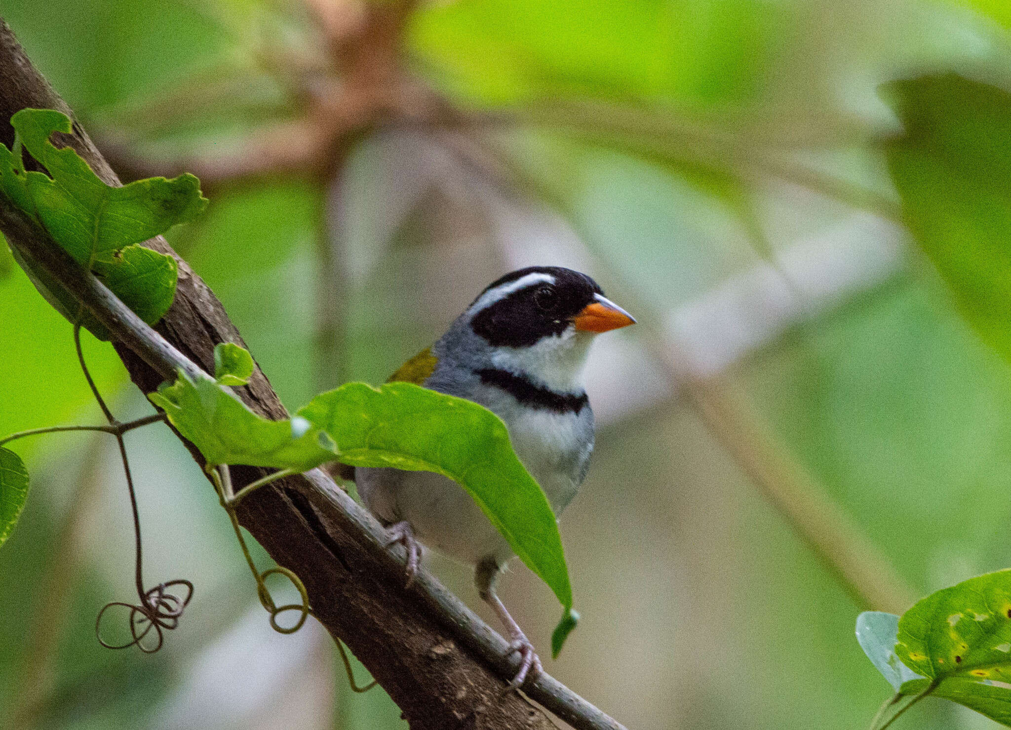 Слика од Arremon flavirostris Swainson 1838