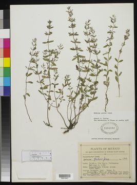 Image of <i>Hedeoma patens</i> M. E. Jones