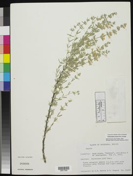 Image of frosted mint