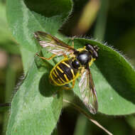 Image of Sericomyia chrysotoxoides Macquart 1842