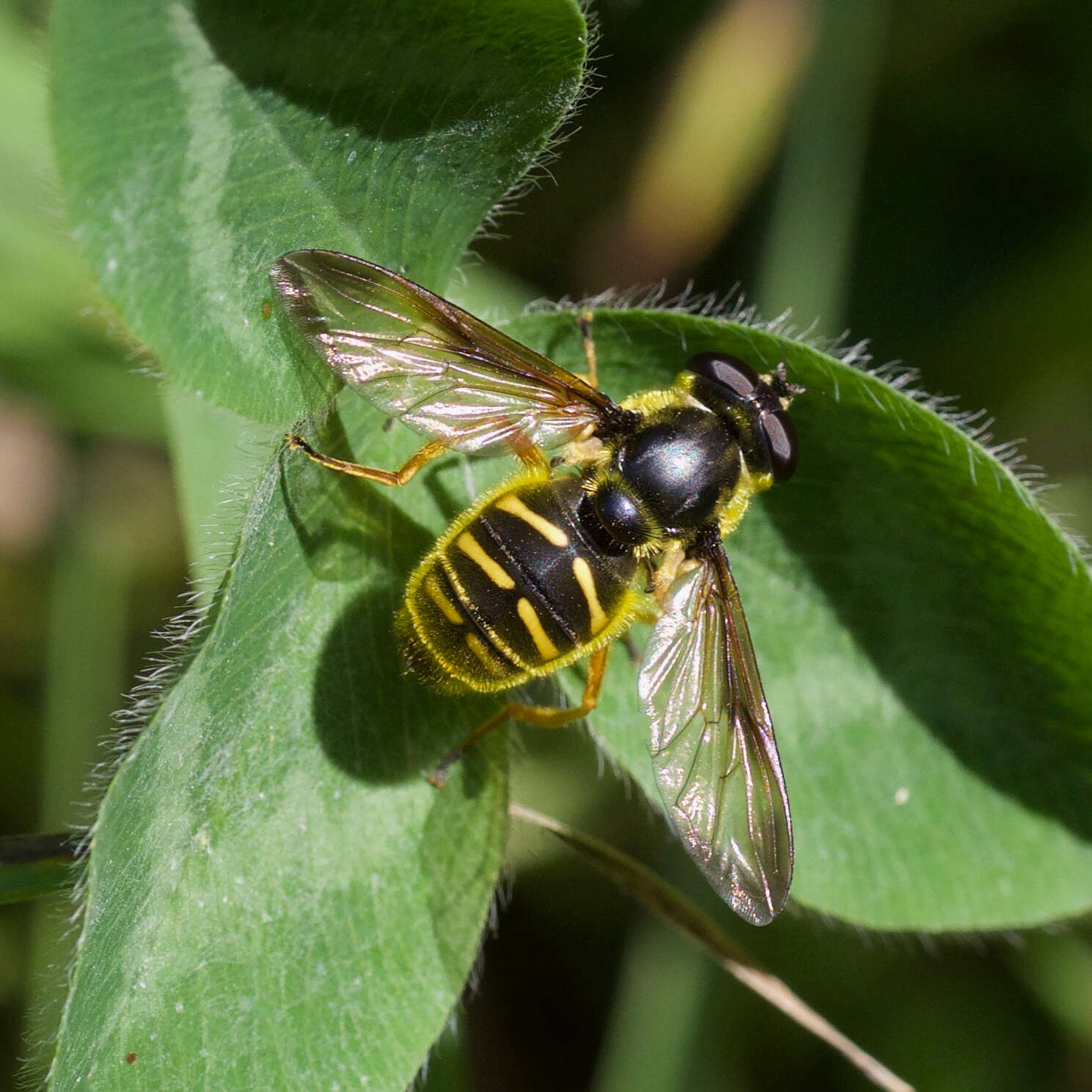 Image of Sericomyia chrysotoxoides Macquart 1842