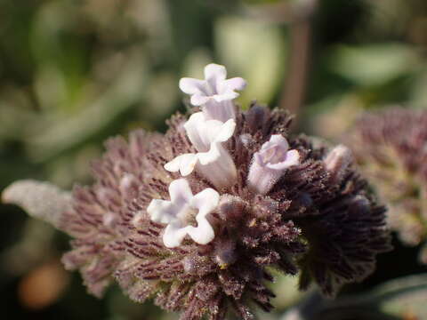 Image of Pacific yerba santa