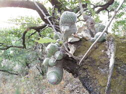 Image of Mammillaria albilanata subsp. albilanata