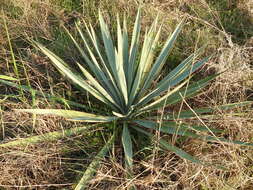 Image of twistleaf yucca