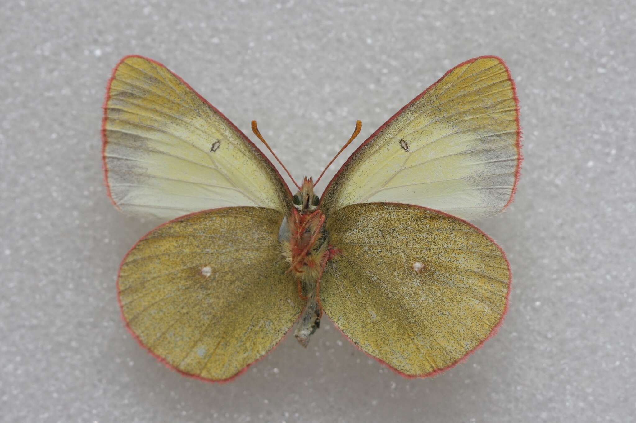 Image de <i>Colias palaeno europomene</i> Ochsenheimer 1816