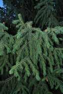 Imagem de Picea schrenkiana Fisch. & C. A. Mey.