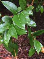 Image of interior live oak