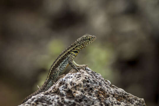 Plancia ëd Microlophus indefatigabilis (Baur 1890)