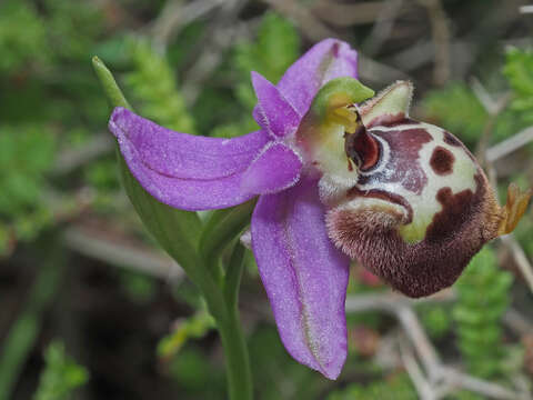 Image of Ophrys fuciflora subsp. candica E. Nelson ex Soó