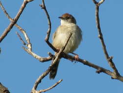 Imagem de Cisticola fulvicapilla ruficapilla (Smith & A 1842)