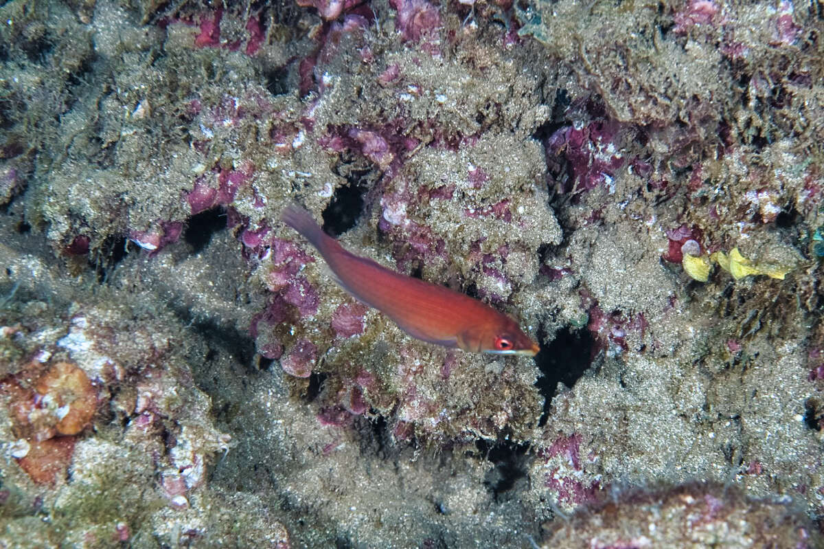 Image of Disappearing wrasse