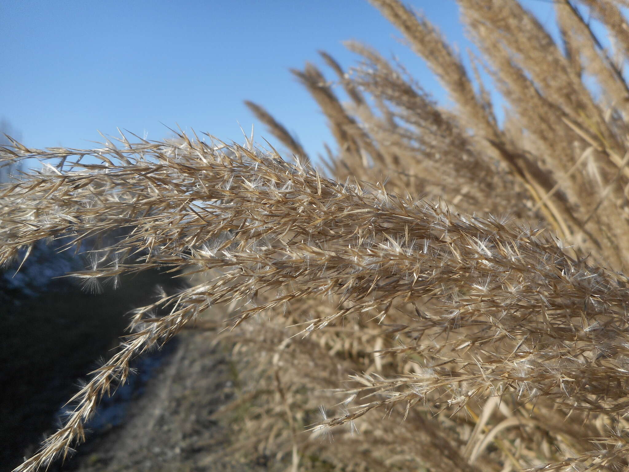 Image of Arundo plinii Turra