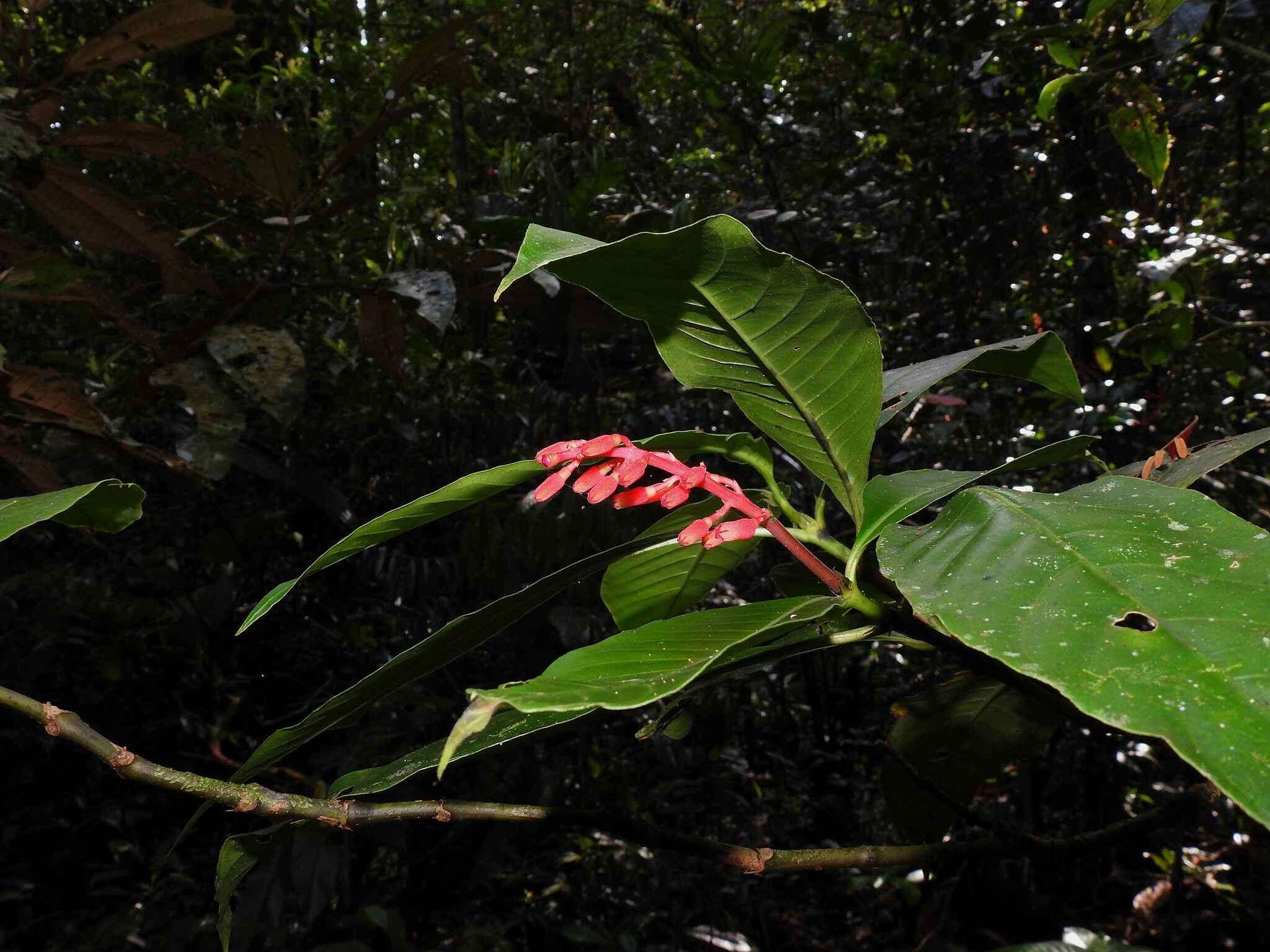 Image of Palicourea calophylla DC.
