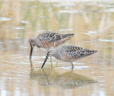 Image of Dowitcher