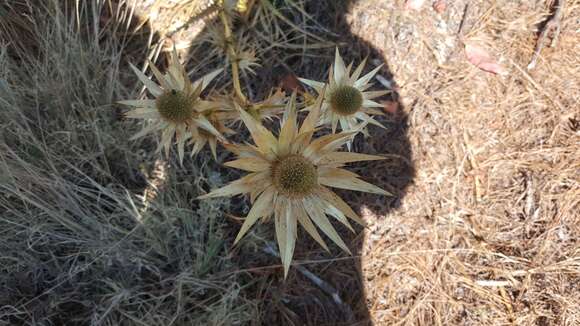 Image de Eryngium cymosum Delar.