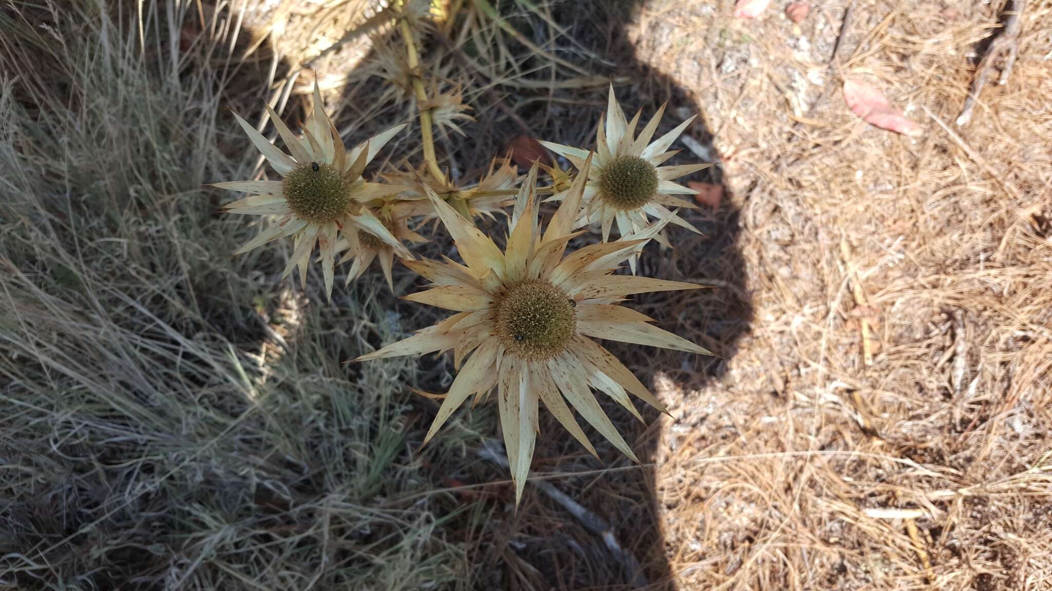 Image of Eryngium cymosum Delar.