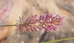 Image of Ptilotus giganteus (A. Cunn. ex Moq.) R. W. Davis & R. Butcher