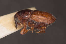 Image of oak bark beetle