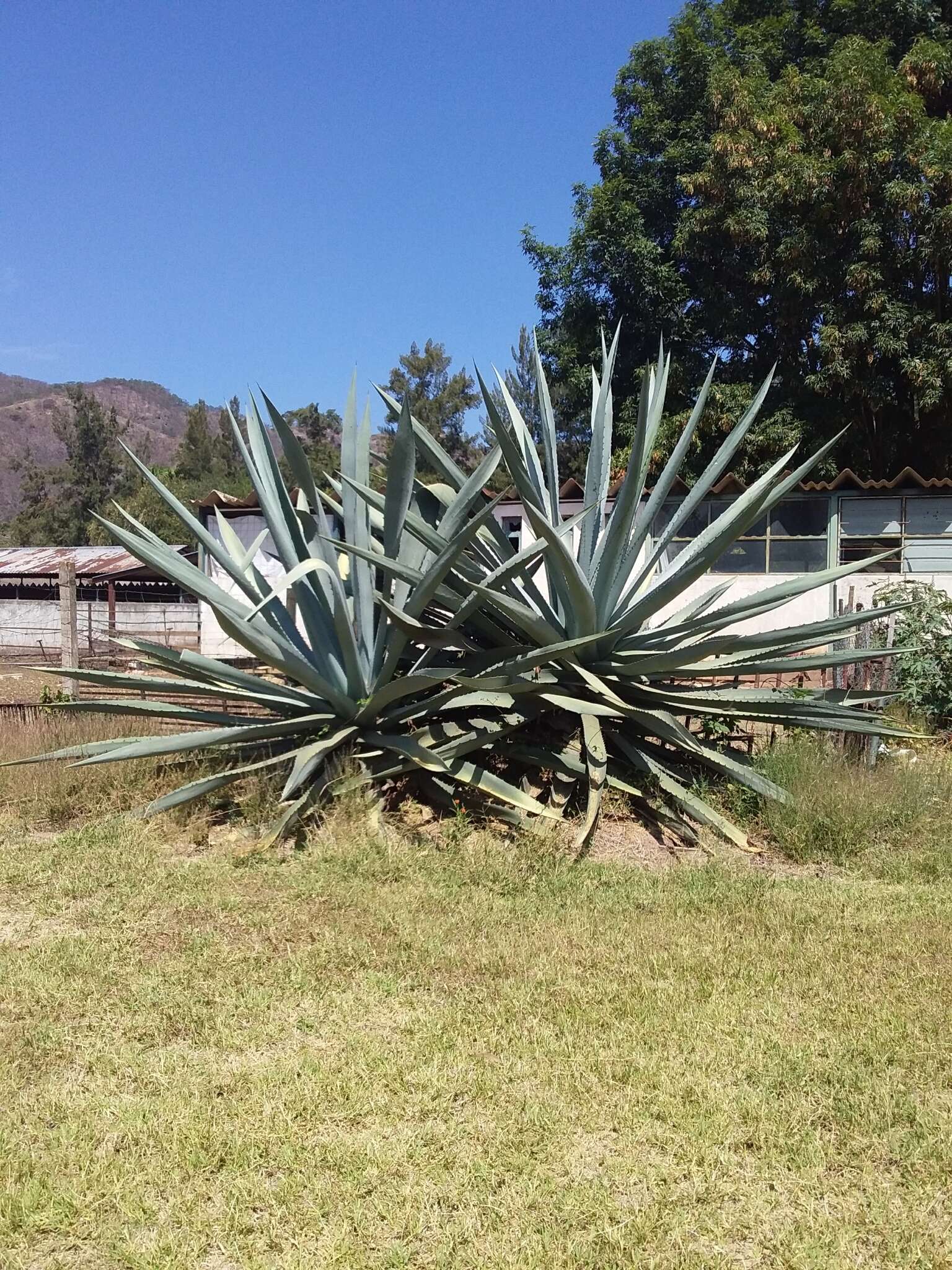 Image of century plant