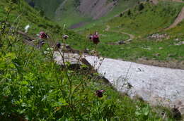 Image of Aquilegia atrovinosa M. Pop. ex Gamajun.