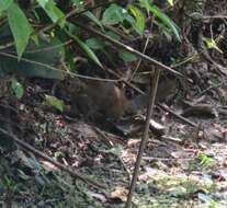 Image of Common Tree Shrew