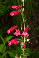 Слика од Penstemon miniatus Lindl.