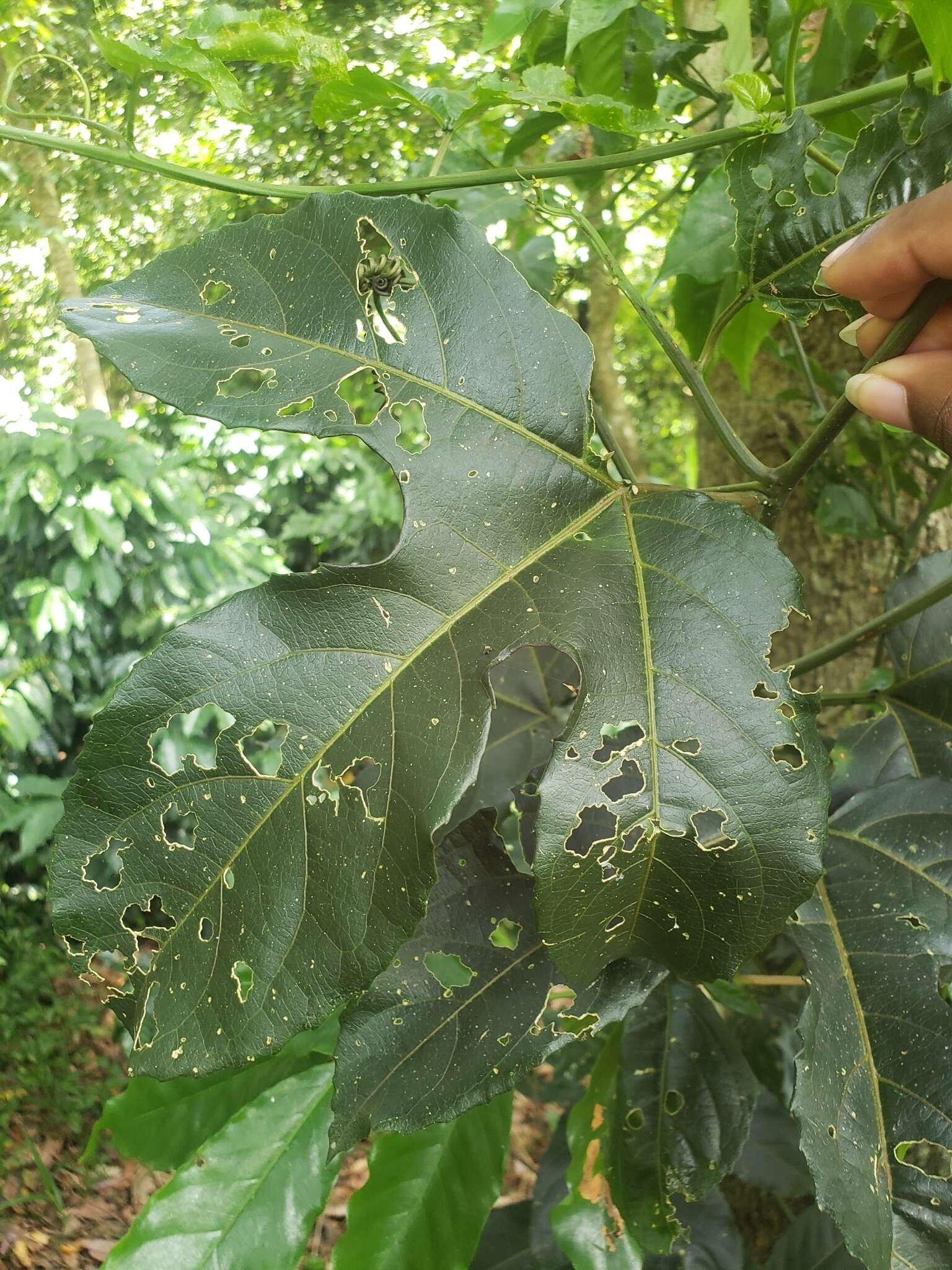 Image of American Melonleaf