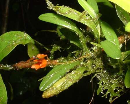 Image of Specklinia lanceola (Sw.) Lindl.