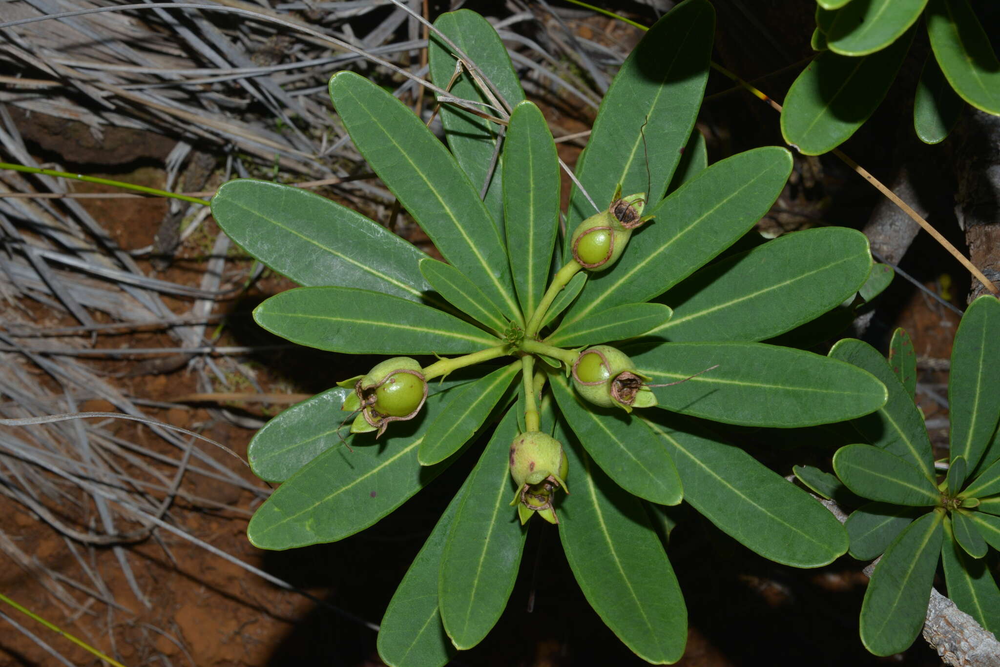 Imagem de Xanthostemon aurantiacus (Brongn. & Gris) Schlechter