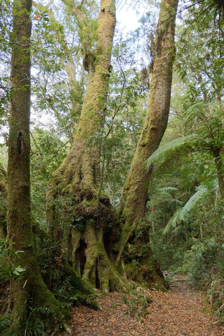 Imagem de Nothofagus moorei (F. Muell.) Krasser