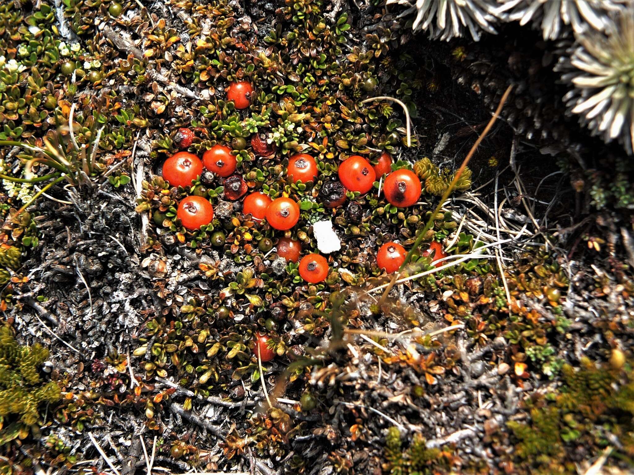 Image of Coprosma perpusilla subsp. perpusilla