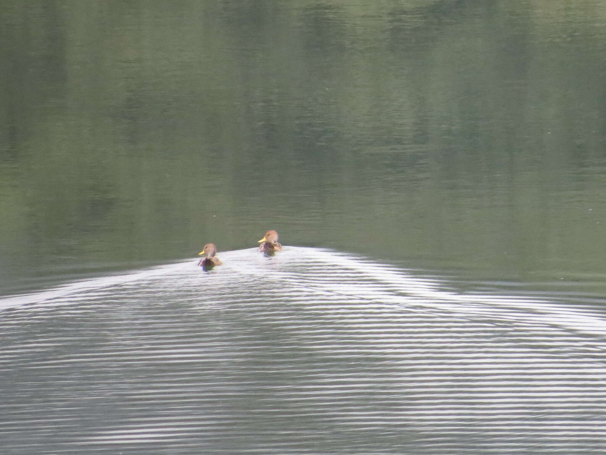 Image of Yellow-billed Pintail