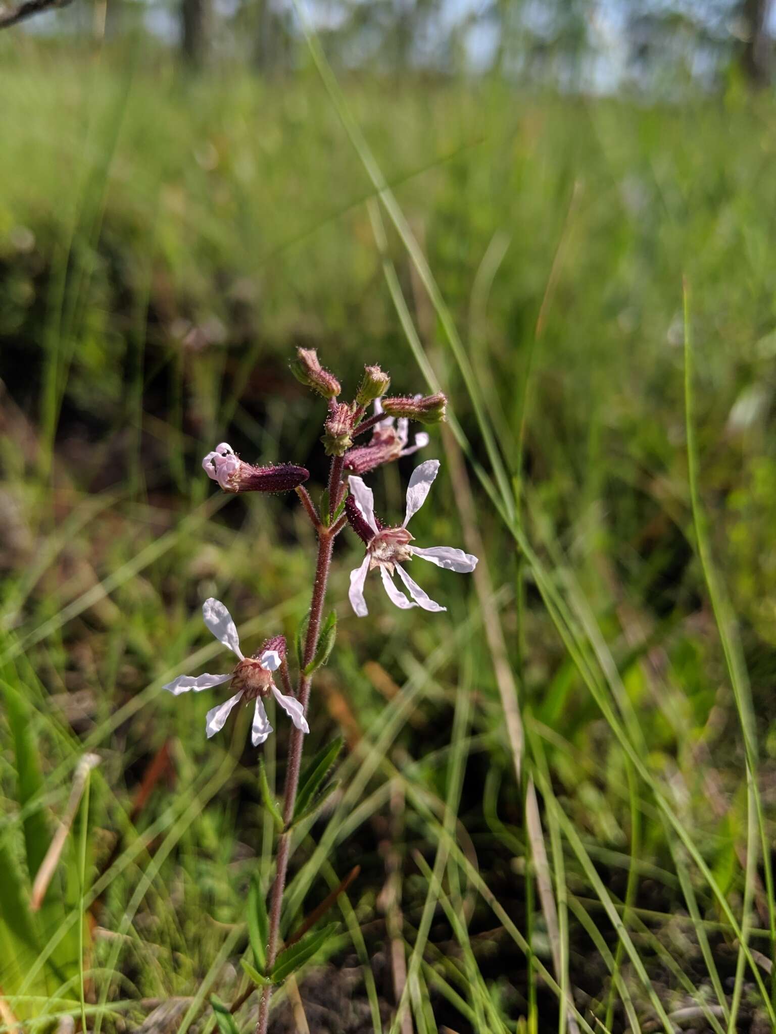 Image de Cuphea aspera Chapm.