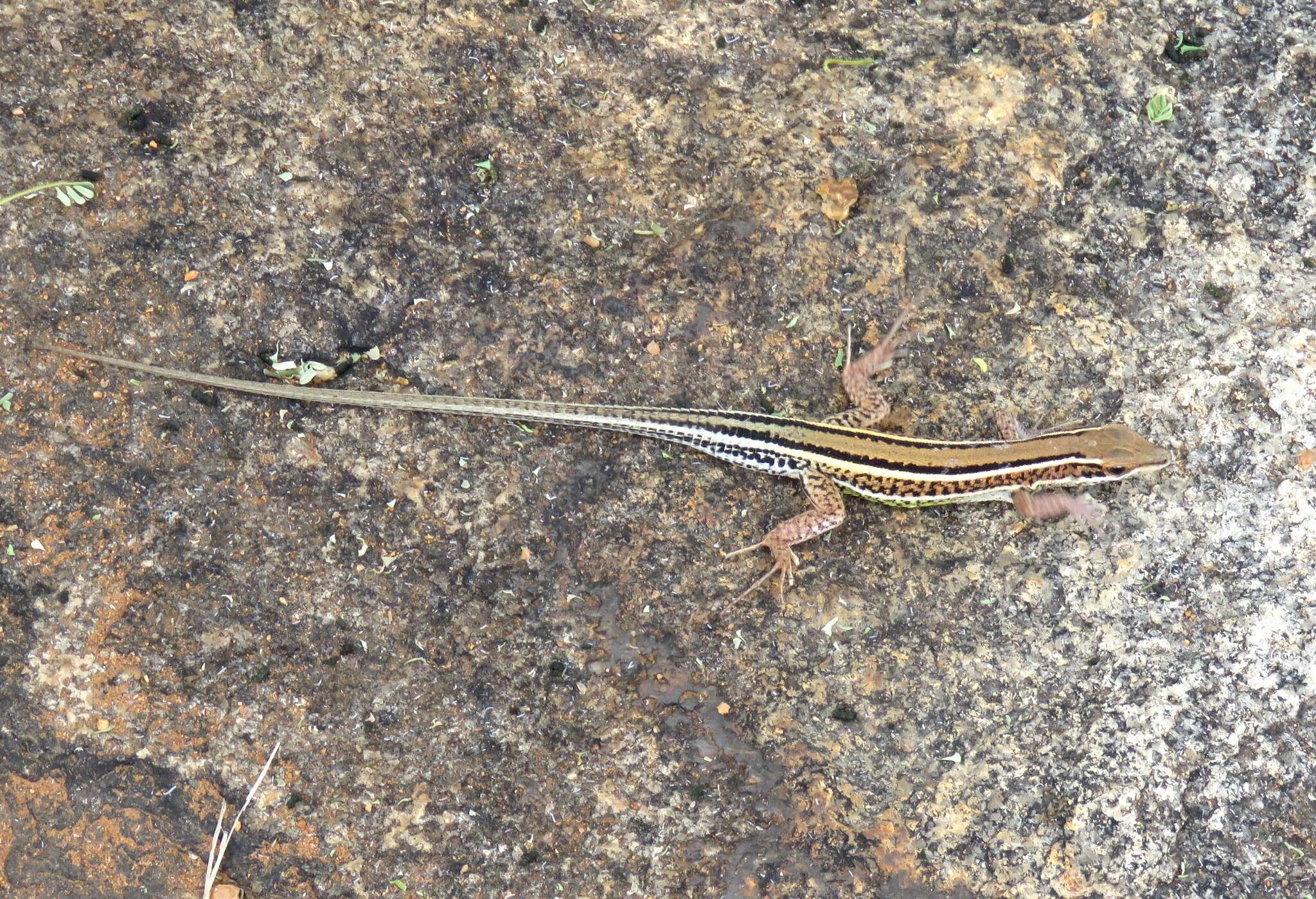 Imagem de Ophisops leschenaultii (Milne-edwards 1829)