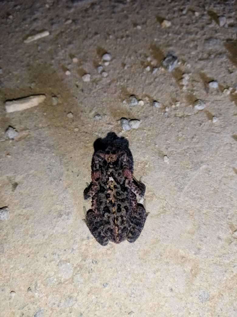 Image of Southern Round-gland Toad