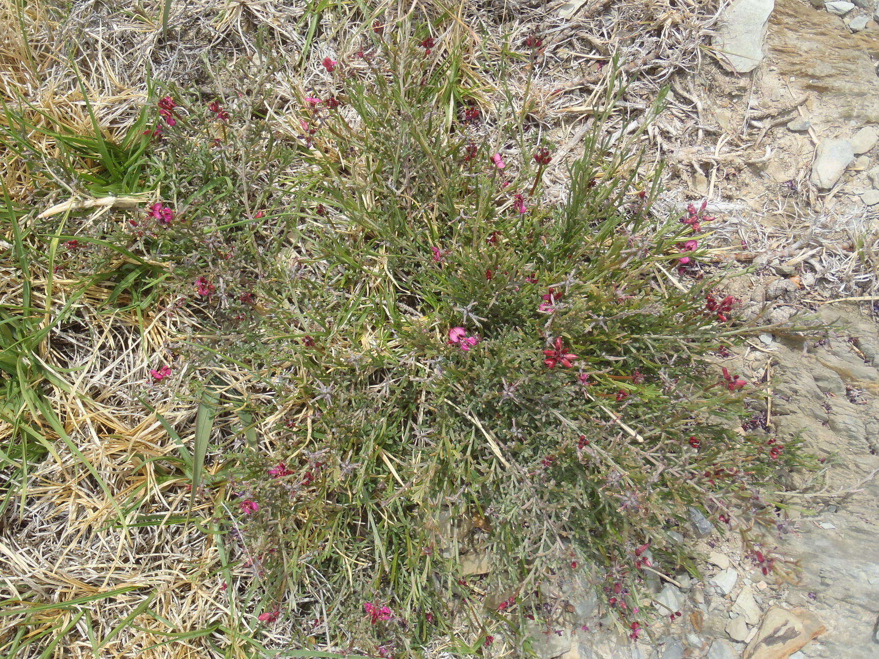 Image of Indigofera meyeriana Eckl. & Zeyh.