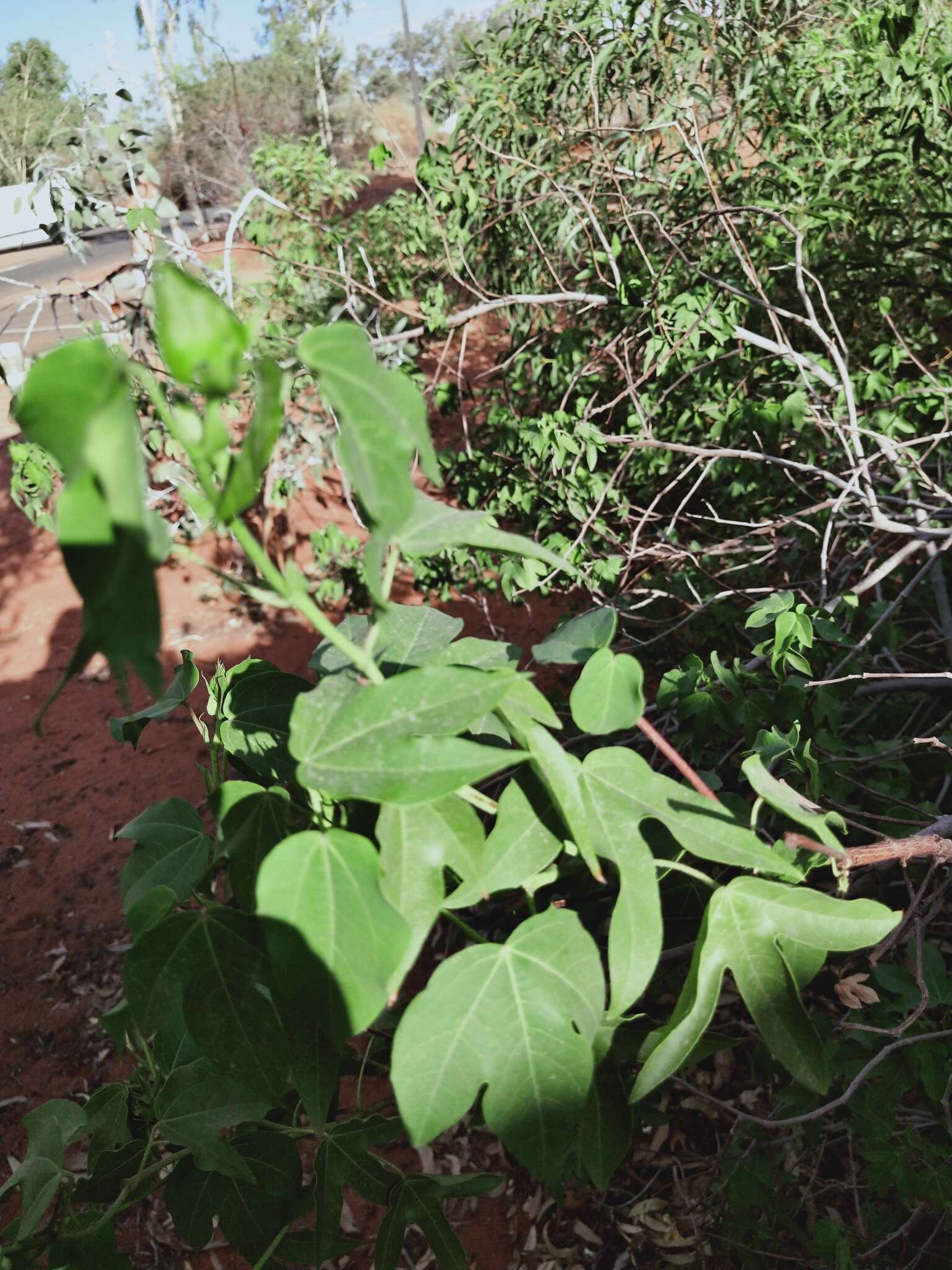 Image of Sturt's desert rose