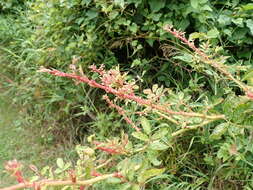 Image de Rose rosette emaravirus