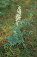 Sophora alopecuroides L. resmi