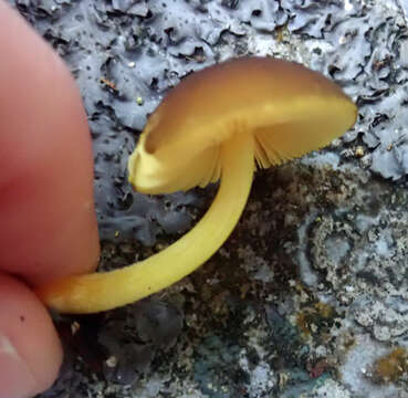 Image of Pluteus pauperculus E. Horak 2008