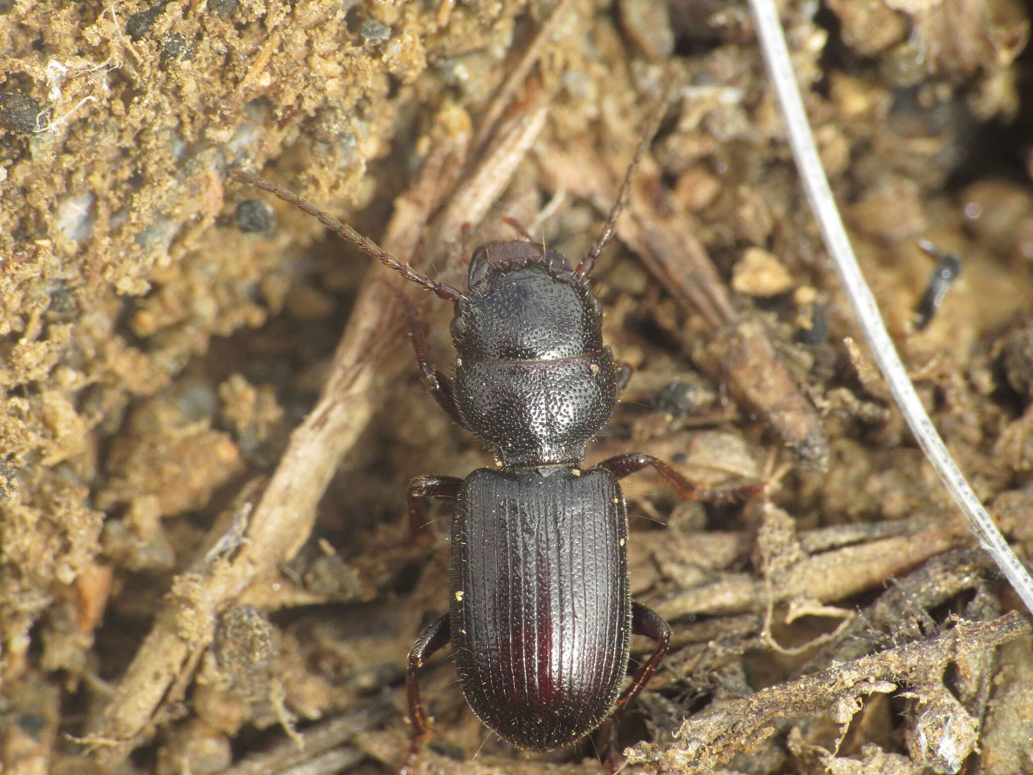 Image of Dixus sphaerocephalus (G. A. Olivier 1795)