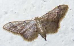 Image of Idaea violacea Hampson 1891