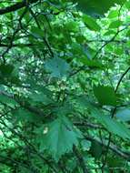 Image of fanleaf hawthorn